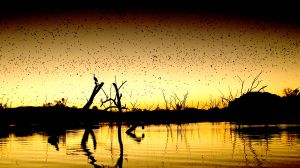 Ord River Flying Foxes AT Sunset